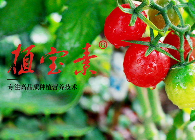 使用葉面阻控劑的注意事項(xiàng)？