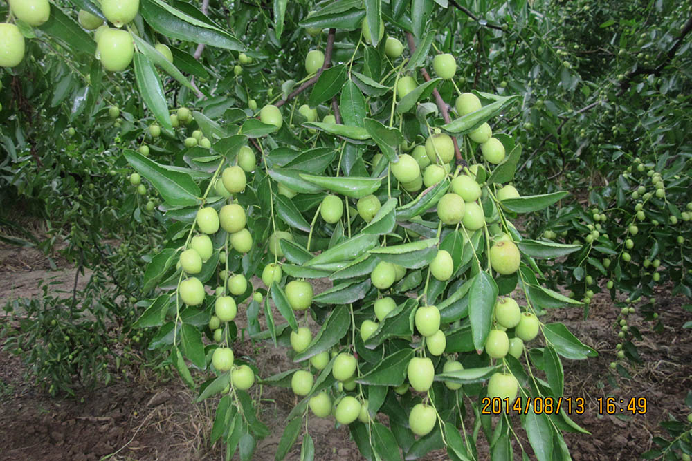 佛山市植寶生態(tài)科技有限公司