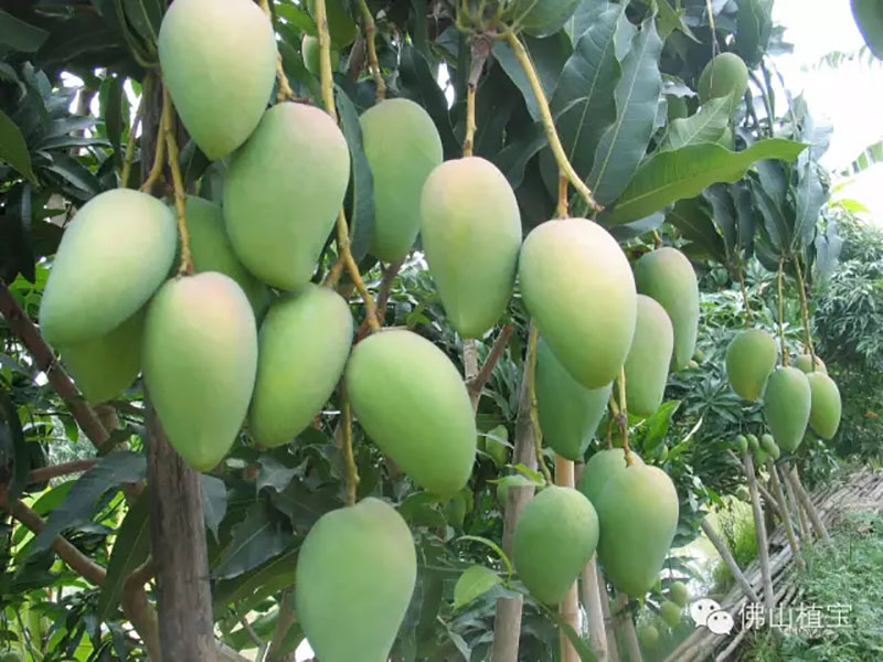 佛山市植寶生態(tài)科技有限公司